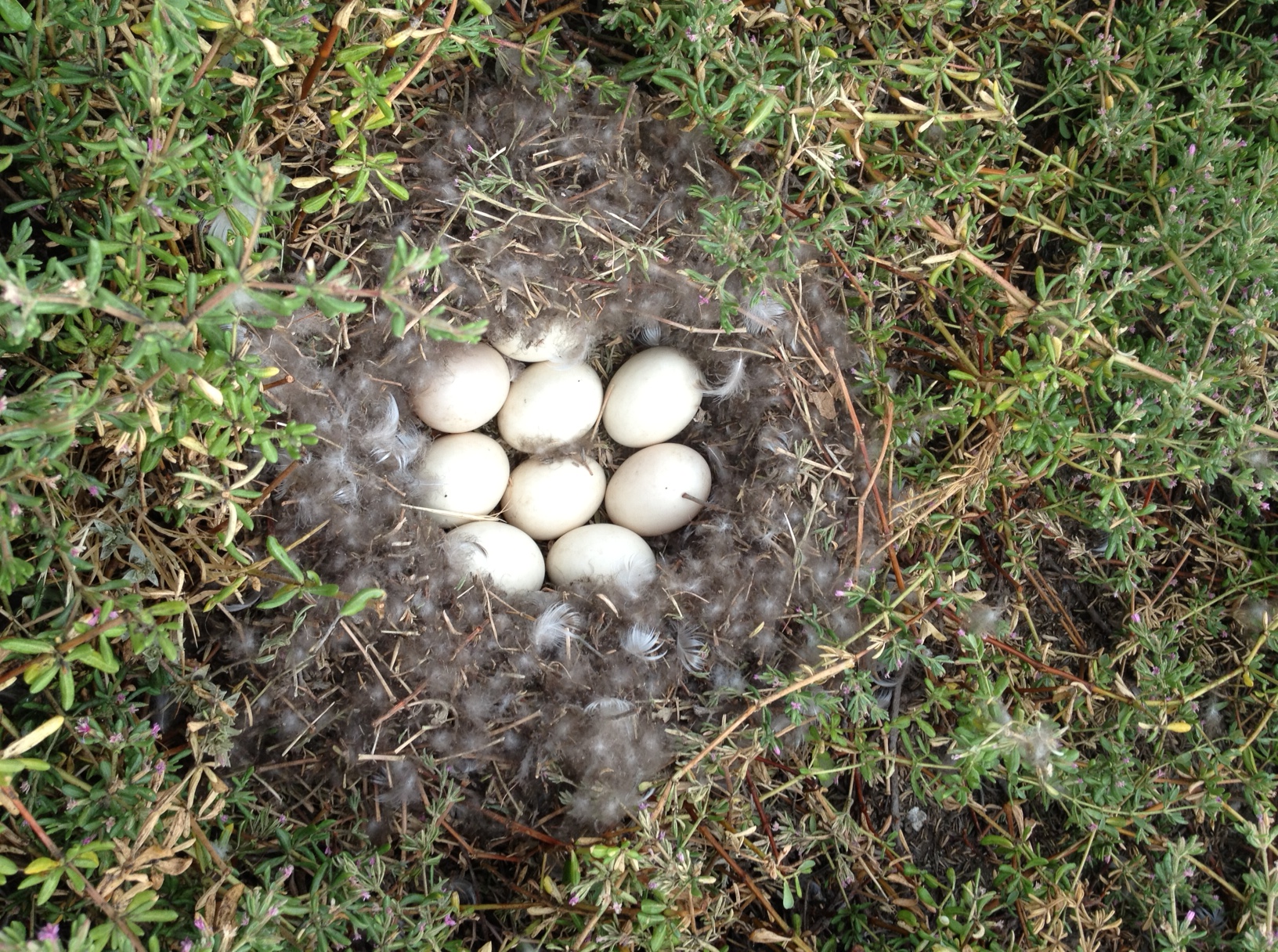 bird nest eggs_ areynolds