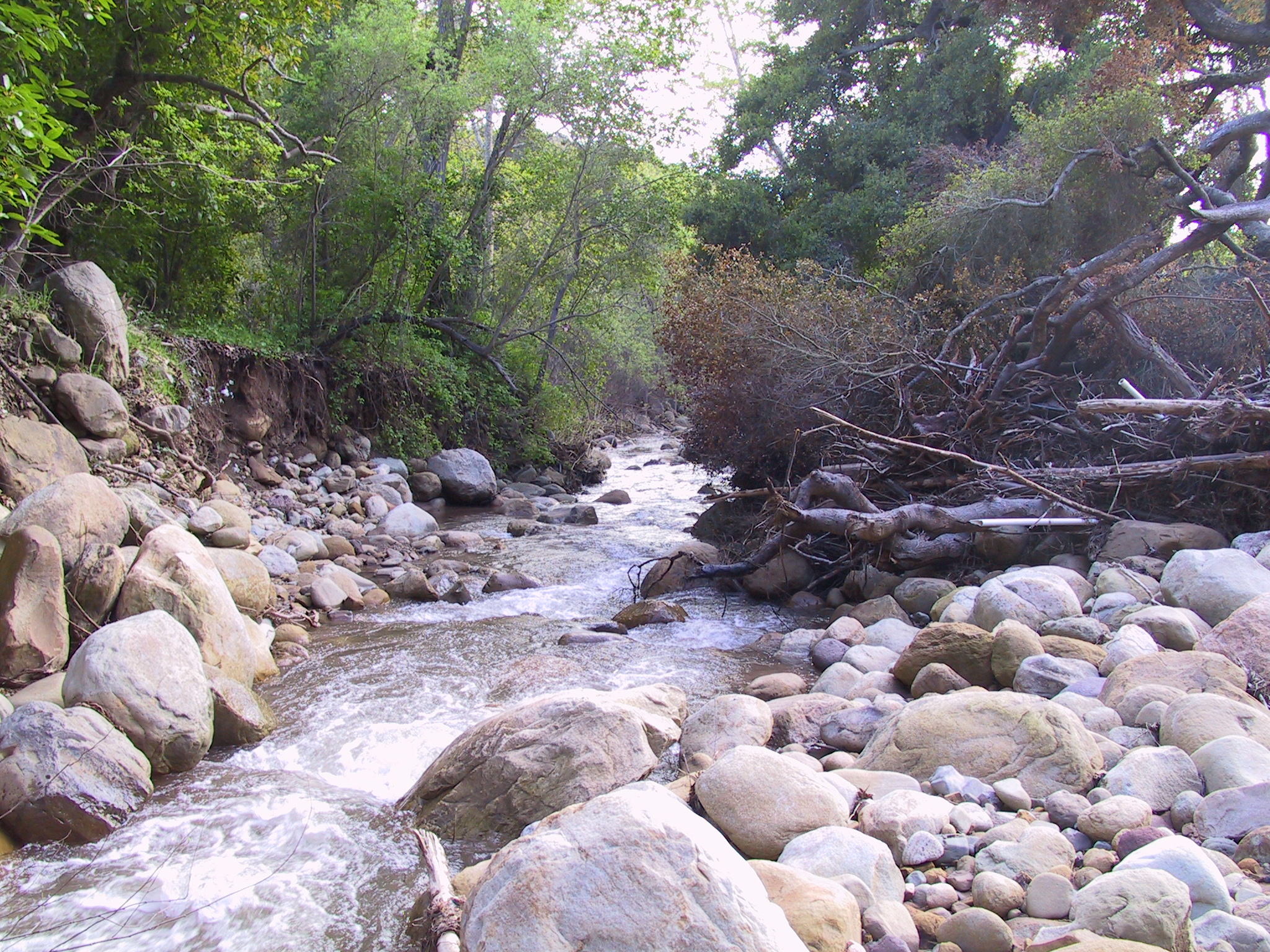 Carpinteria Creek Restoration Project
