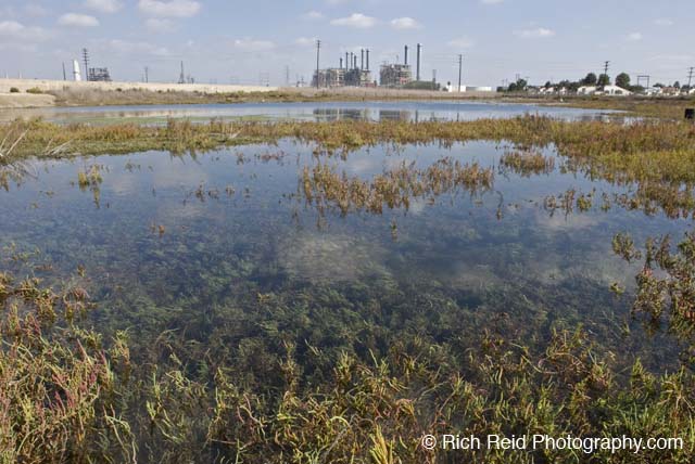 Los Cerritos Wetlands: Conceptual Restoration Plan