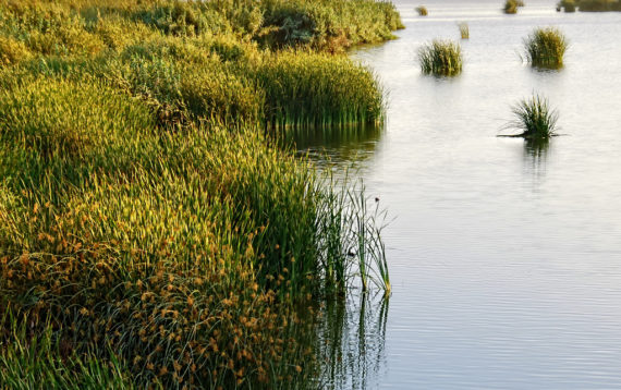 Deforest Wetlands Restoration - Southern California Wetlands Recovery ...