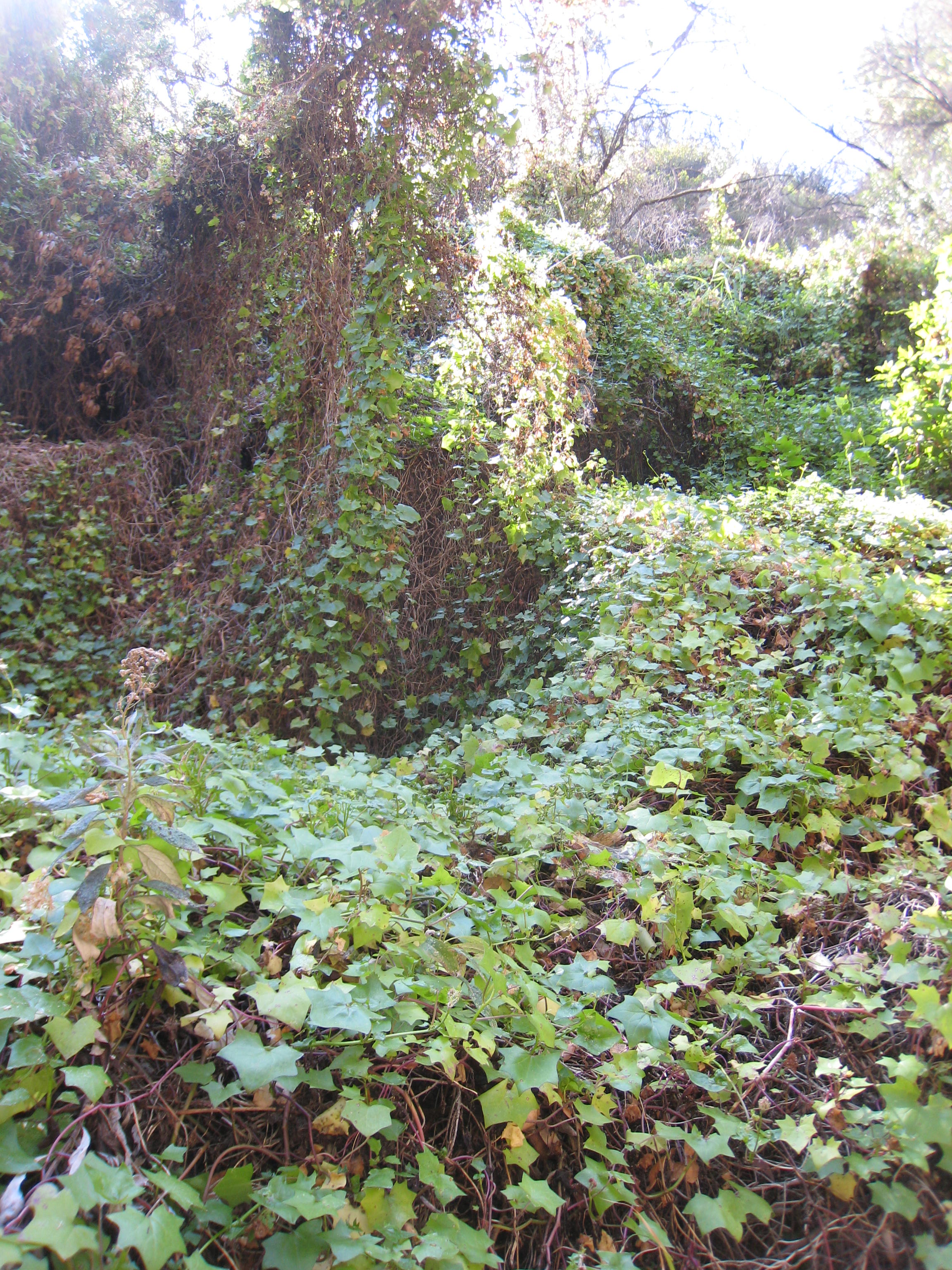 Mission Canyon Cape Ivy Eradication Project