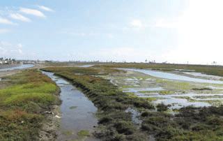 Huntington Beach Wetlands Acquisitions (3)