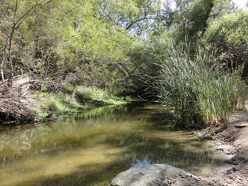 Las Flores Creek Restoration