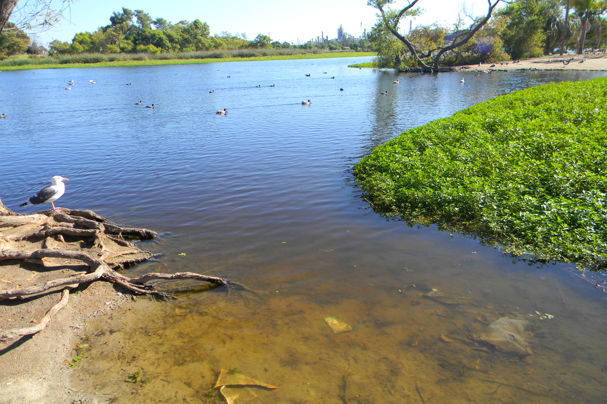 Machado Lake Habitat Restoration Project