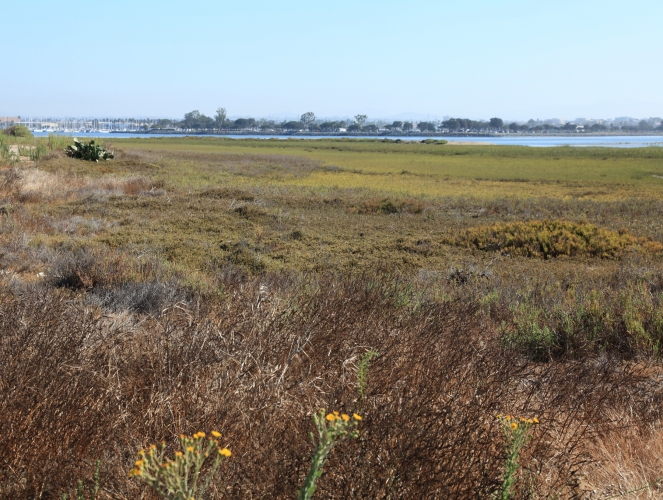 South San Diego Bay Coastal Wetland Restoration Project