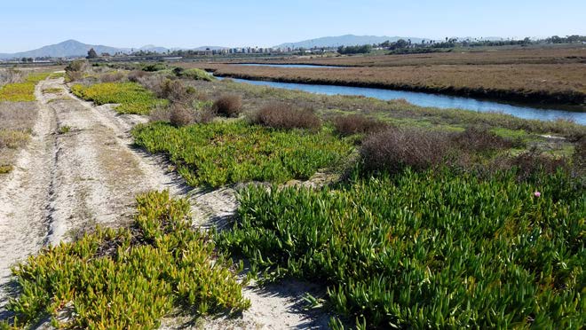 Sweetwater Marsh Community Wetlands Restoration Project